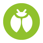 type-insecte